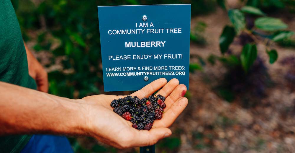 Hand holding mulberries in front of a sign for a Community Fruit Trees mulberry tree