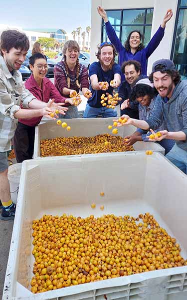 People gathering around large containers filled with loquat