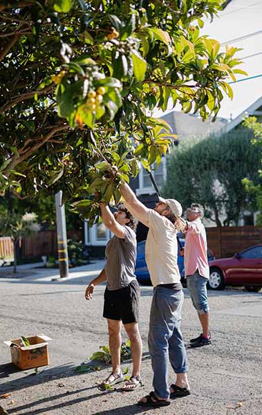 People harvesting loquat from a street tree