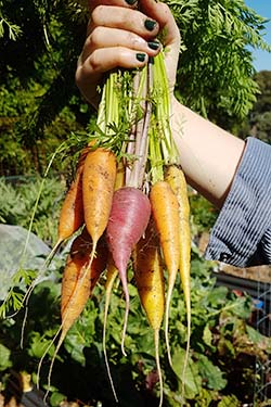 Closeup of a hand holding colorful carrots