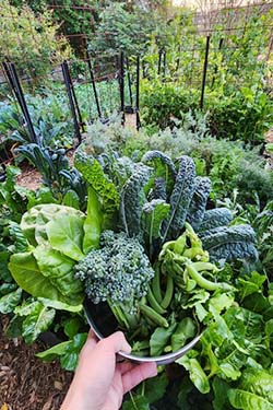 Closeup of a hand holding a bowl of fresh greens with garden in background
